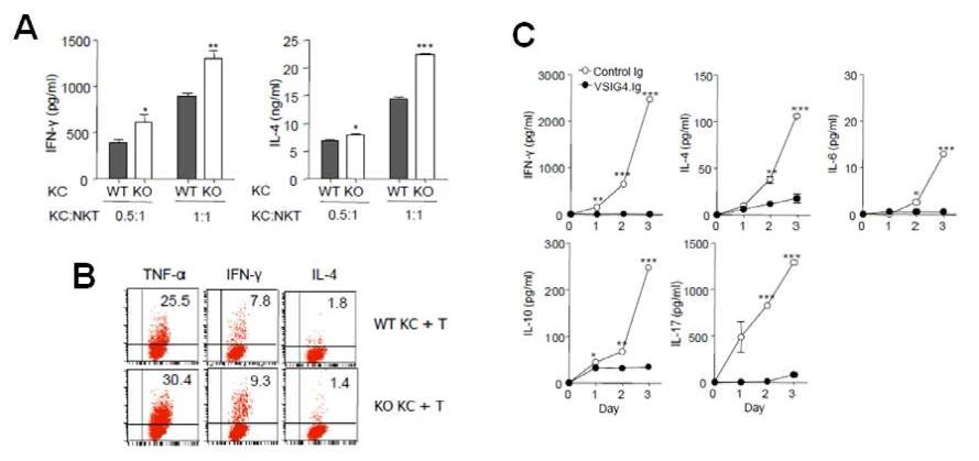 VSIG4+KCs directly inhibit liver T- and NKT-cell cytokine production in vitro.