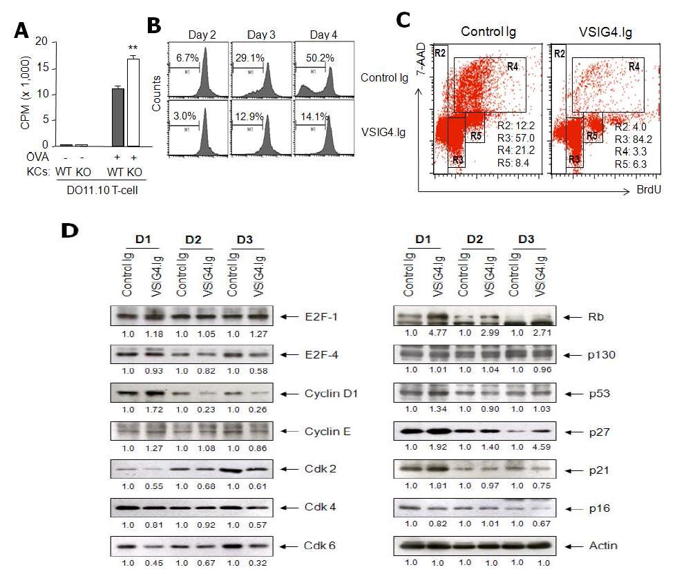 VSIG4 inhibits T-cell proliferation by suppressing cell division and arresting cell cycle at G0/G1 phase.