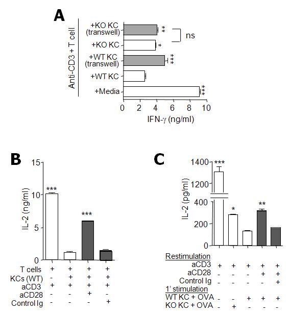 Contact-dependent T-cell inhibition by VSIG4+ KCs is prevented and rescued by CD28 costimulation.