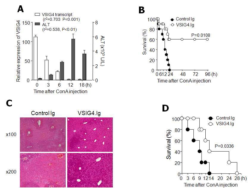 Administration of soluble VSIG4.Ig rescues mice from severe CIH.