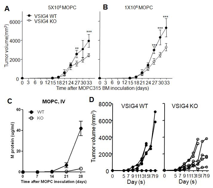 Difference in tumor growth of VSIG4 WT and KO mice.