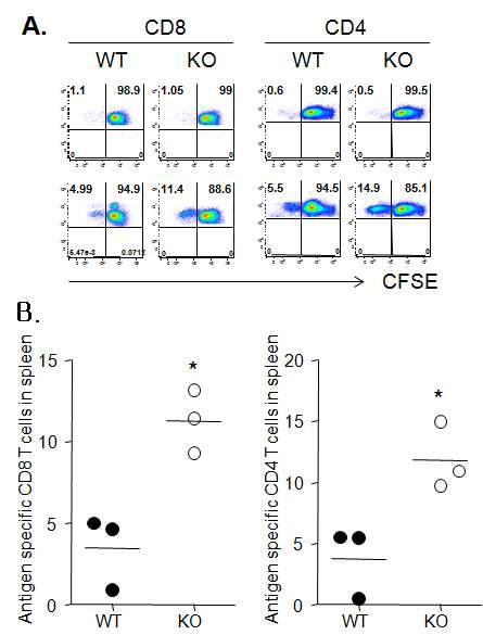 Anti-tumor T cell response of VSIG4 WT and KO mice.