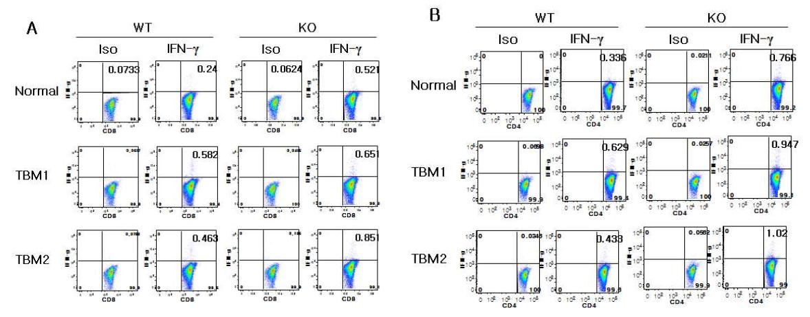 IFN-γ producing CD8+ T and CD4+ T cells in EG7 tumor bearing mice.