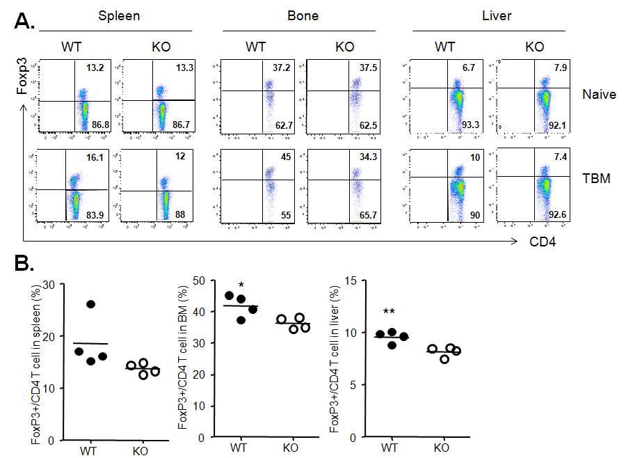 Difference in composition of Treg cells in lymphoid organs and liver from tumor-bearing VSIG4 WT and KO mice.