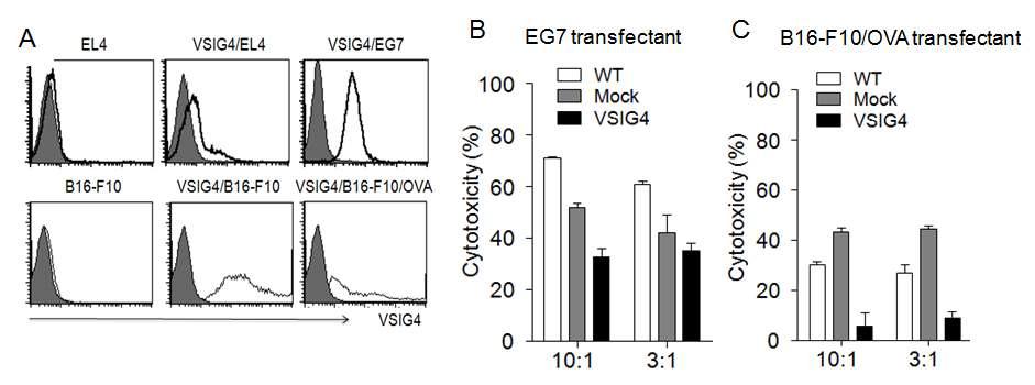 The role of cancer-associated VSIG4 in tumor immune escape.