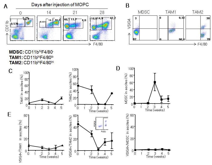 Kinetics of VSIG4 expression on immune regulatory innate cells.