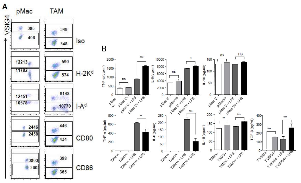 Characterization of VSIG4-expressing TAM.