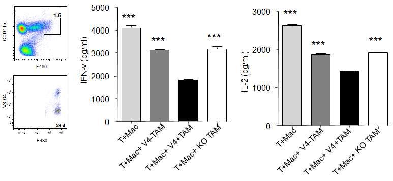 Direct suppression of antigen-specific T cells by VSIG4+ vs VSIG4- vs VSIG4 KO TAM