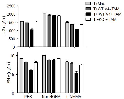 VSIG4+TAM suppressed T cell function by arginase dependent manner.