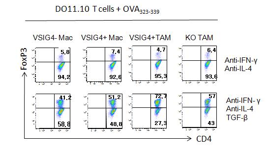 VSIG4 induces differentiation of CD4+FoxP3+Treg cells