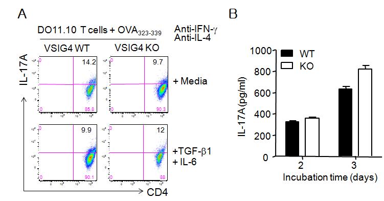 VSIG4 inhibits differentiation of Th17 cells.