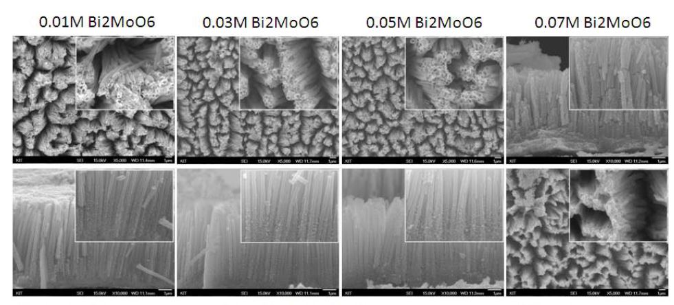 그림 3.18. FE-SEM images fo the TiO2 NTs+Bi2MoO6. Molar concentration of Bi2MoO6