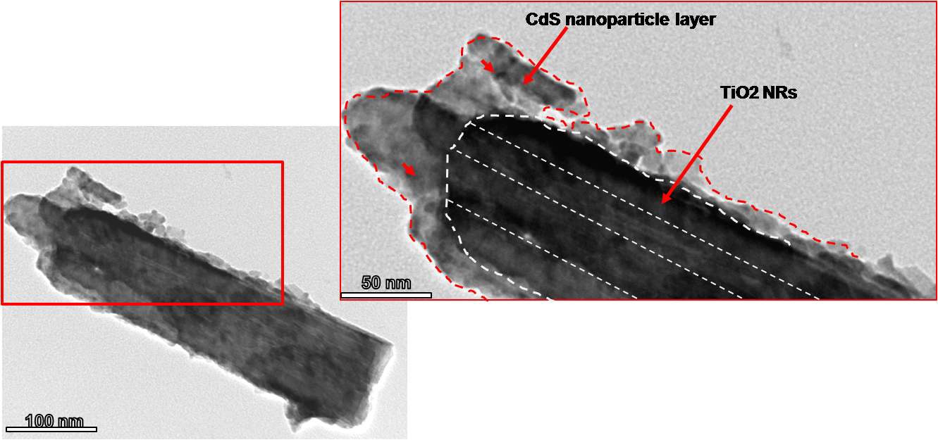 그림 3.62. 수열합성된 TiO2 nanorod에 QD sensitizer(CdS)가 흡착된 시편의 TEM