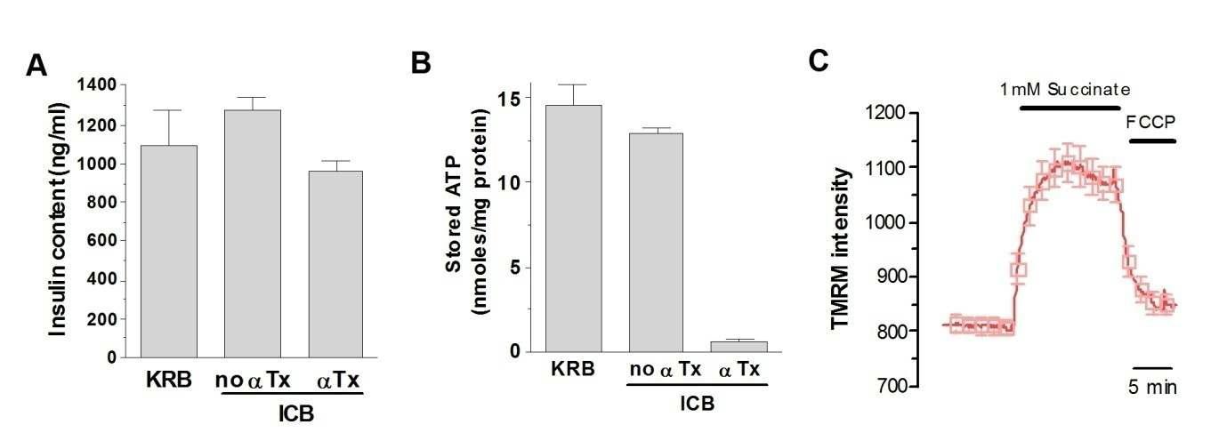 α-독소로 permeabilize시킨 INS-1E 세포의 insulin content, ATP content 및 succinate에 의한 미토콘드리아 막전압 변화.