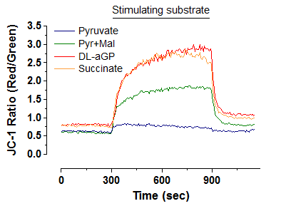 permeabilized INS-1E세포에서 nutrient들에 의한 막전압 과분극 정도 비교.
