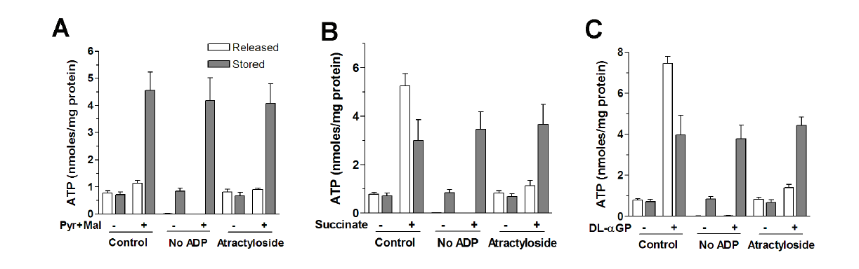세포내액 ADP 제거나 ANT 억제제에 의한 ATP 유리과정 차단.