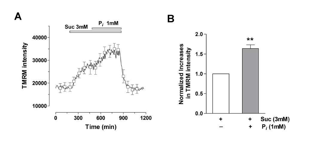 TMRM으로 측정한 세포질 인산 이온 농도에 따른 미토콘드리아 막전압 변화