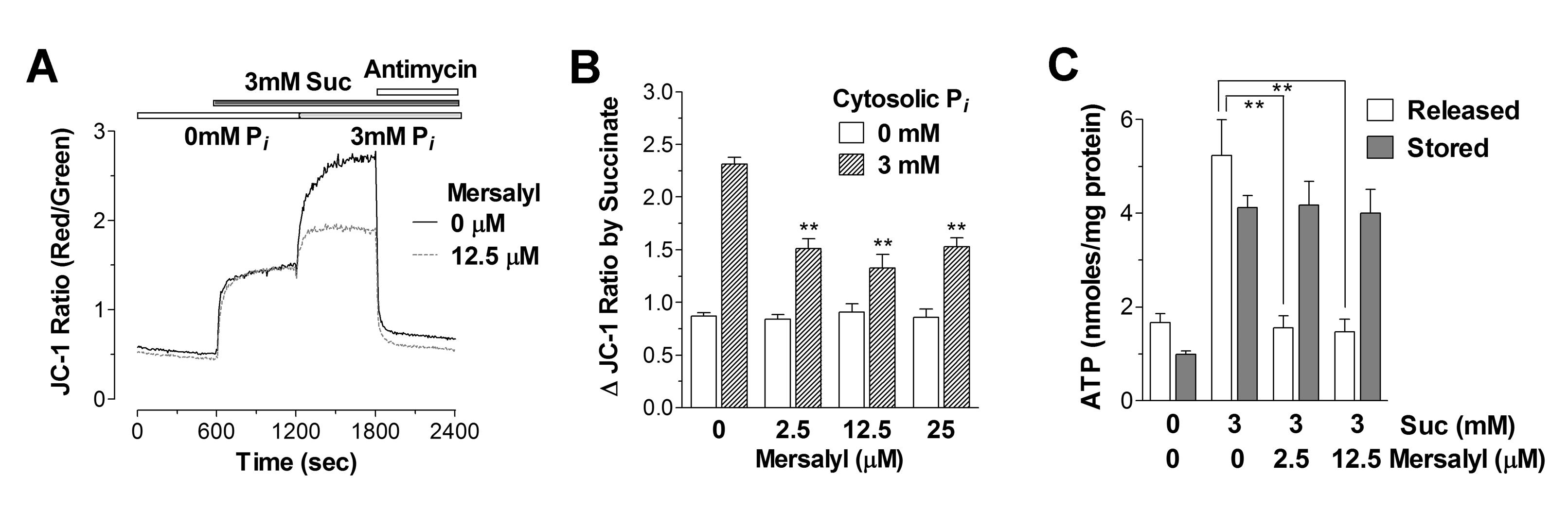 Pi-induced mitochondrial activation에 대한 mersalyl의 차단효과