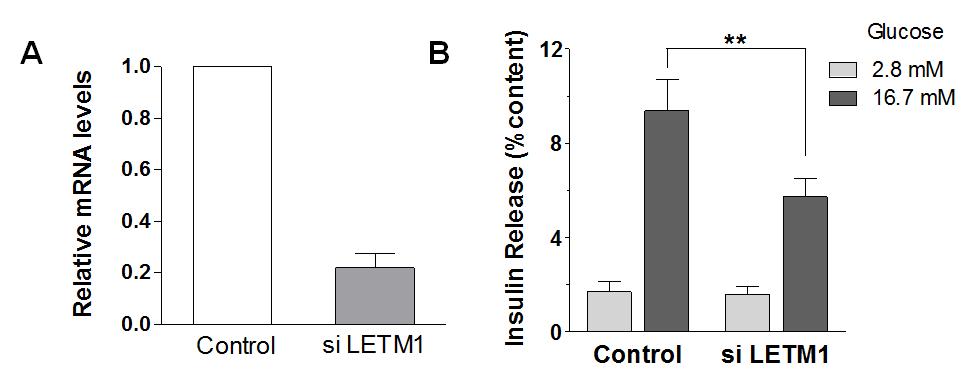 LetM1 발현 감소에 의한 인슐린 분비기능 저하