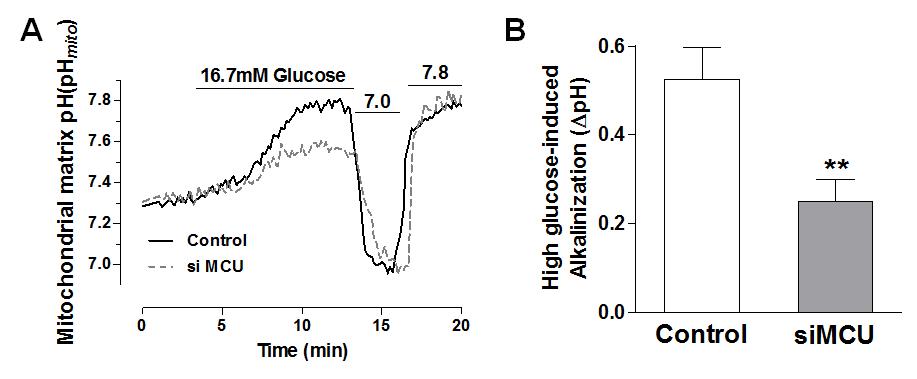 Intact한 인슐린 분비세포에서 MCU 발현양 조절에 따른 미토콘드리아 기질내 pH 변화