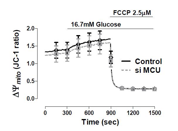 Intact한 인슐린 분비세포에서 MCU 발현양 조절에 따른 미토콘드리아 막전압 변화