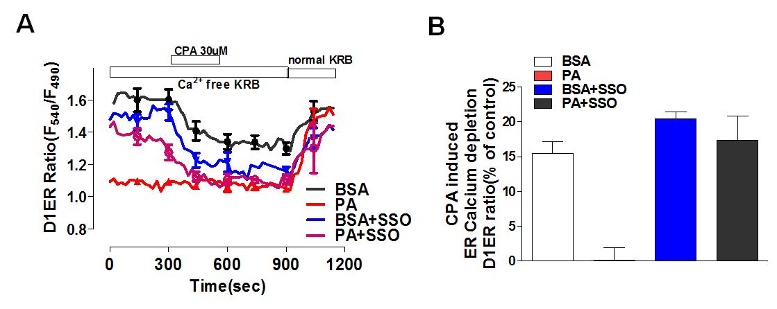 CD36의 억제제 SSO가 불포화지방산에 의한 ER Ca2+ 저장량 고갈에 미치는 영향