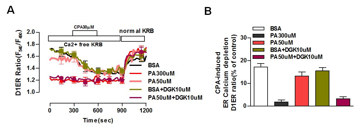 DAG kinase 억제제(DGK)가 불포화지방산에 의한 ER Ca2+ 저장량 고갈에 미치는 영향
