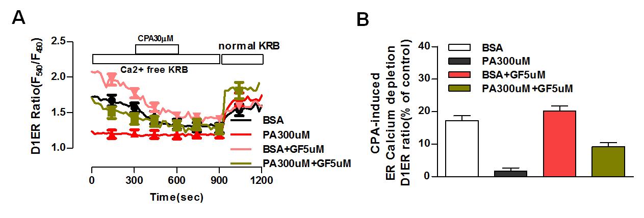Protein kinase C 억제제(GF)가 불포화지방산에 의한 ER Ca2+ 저장량 고갈에 미치는 영향