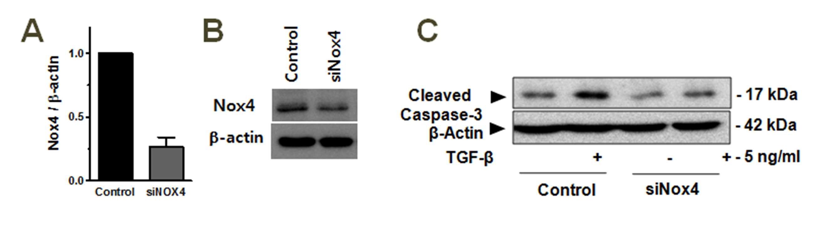 NOX4 발현 억제가 TGF-β에 의한 apoptosis에 미치는 영향