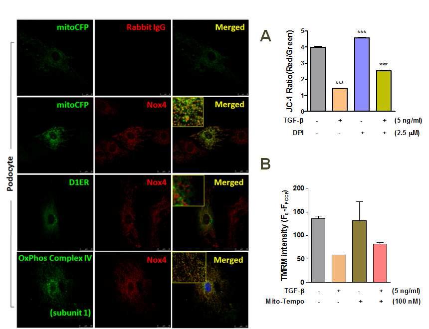 NOX4의 세포내 분포 및 TGF-β에 의한 미토콘드리아 막전압의 변화