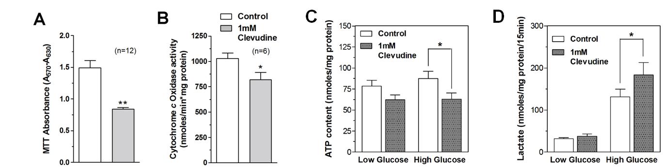 Clevudine 투여가 미토콘드리아 활성, ATP 및 lactate 생성에 미치는 영향