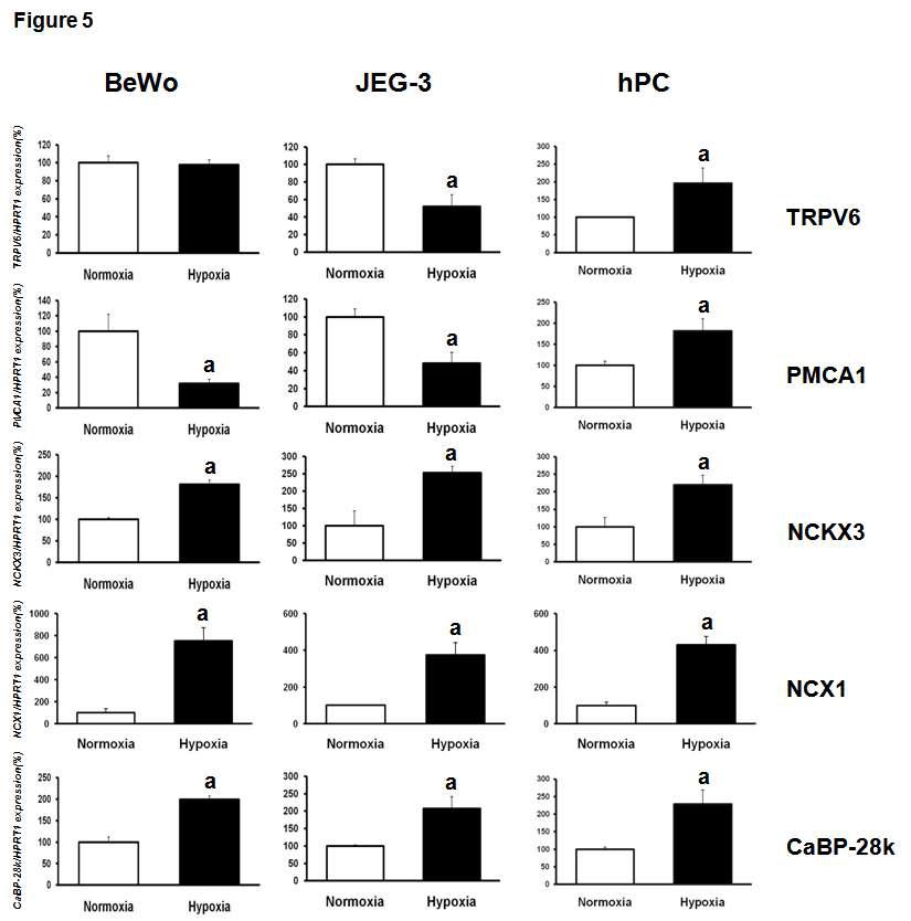 저 산소 조건에서 태반세포 (hPC)와 융모암세포 (BeWo, JEG3)의 칼슘 관련 유전자들의 발현