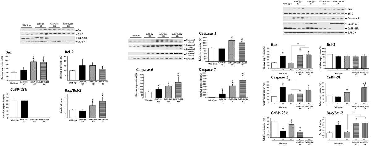 Calbindins 넛아웃 마우스의 자궁에서 세포 사멸 관련 유전자의 발현