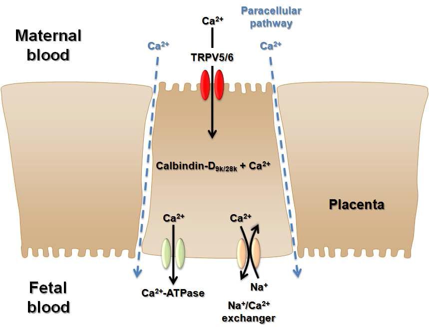 모체와 태아 간 칼슘 수송 시스템