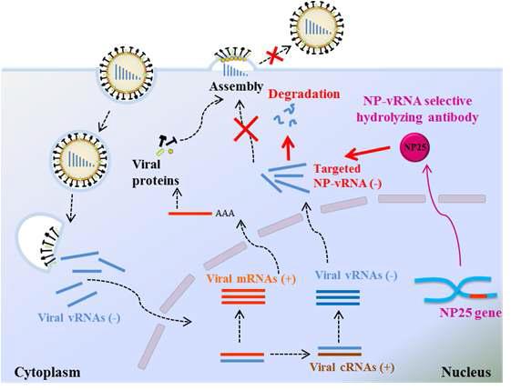 H9N2 바이러스 asNP-특이적 세포침투 간섭항체인 NP25의 작용 기작