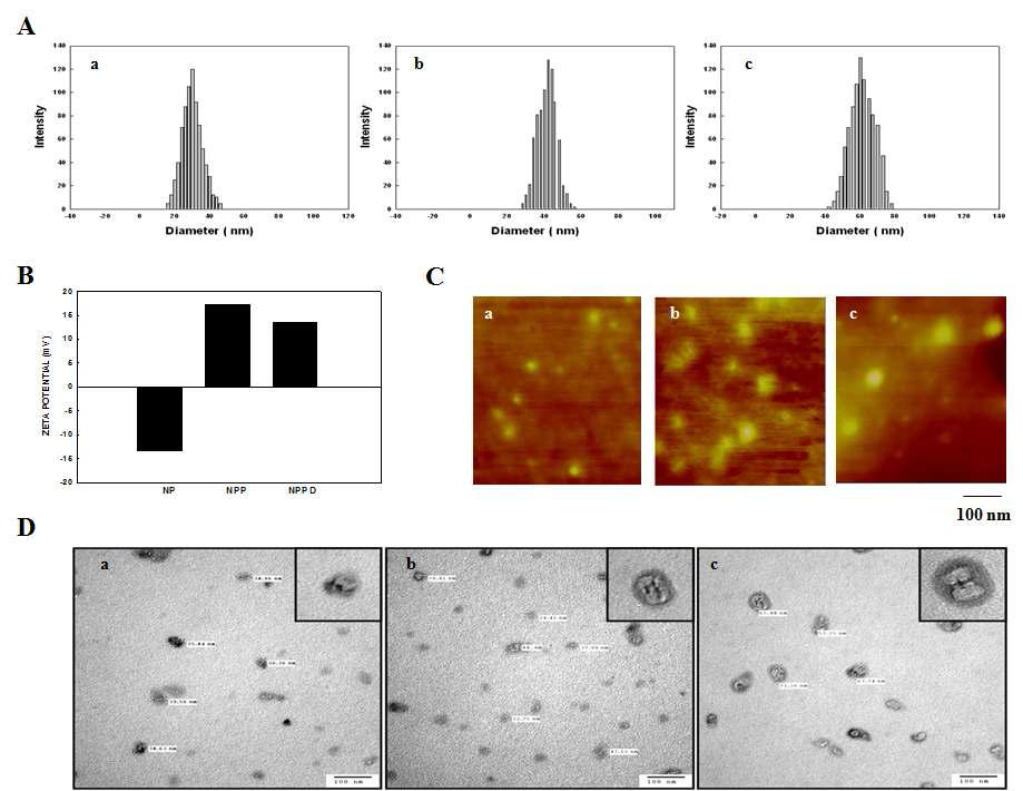 DLS (A), zeta potential (B), AFM (C), TEM (D)을 이용한 PLGA 나노입자의 특성 분석