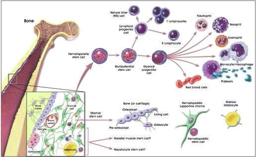 골수로부터 추출된 성체줄기세포의 multipotent potency