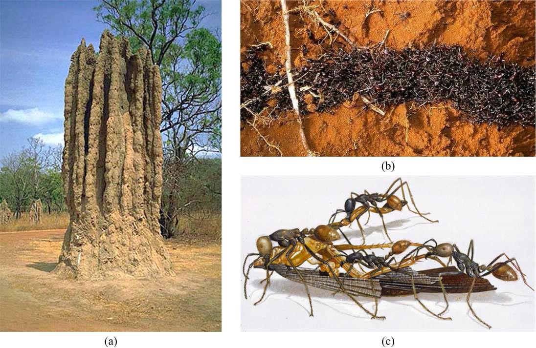 사회적 곤충들의 집단 지능 사례 (a) 흰개미의 집, (b) 병정개미의 사냥, (c) 일개미의 먹이 수송