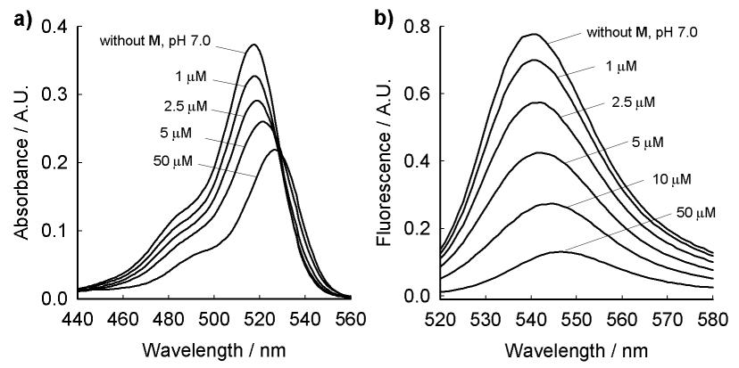 pH 7.0에서 얻은 Eosin Y의 a) 흡광 및 b) 형광 스펙트럼에 대한 복합체 M의 영향
