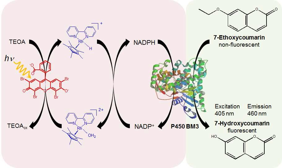 Cytochrome P450을 이용한 O-dealkylation 반응의 모식도