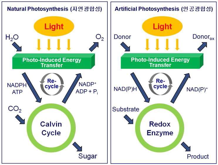 자연광합성 vs. 인공광합성 개념 비교