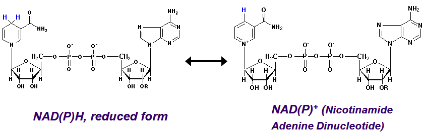 자연광합성 과정에서 재생되는 Nicotinamide 보조인자의 산화/환원 상태에서의 화학구조
