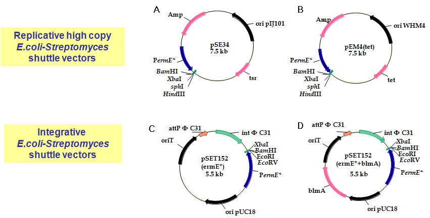 Aminoglycoside 생합성 경로 규명을 위해 개발된 다중 발현 벡터 시스템