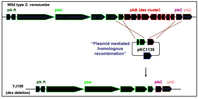 Aminoglycoside 생합성 경로 규명을 위한 S. venezuelae 이종숙주 YJ195 제작 전략