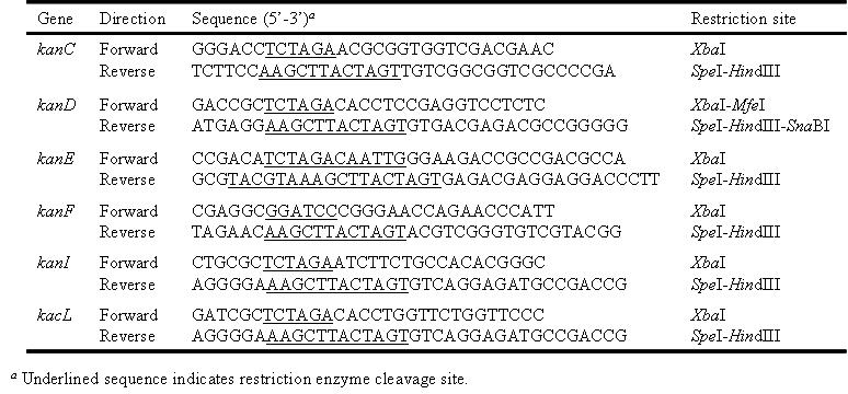 Kanamycin 생합성 유전자의 PCR을 위한 primer