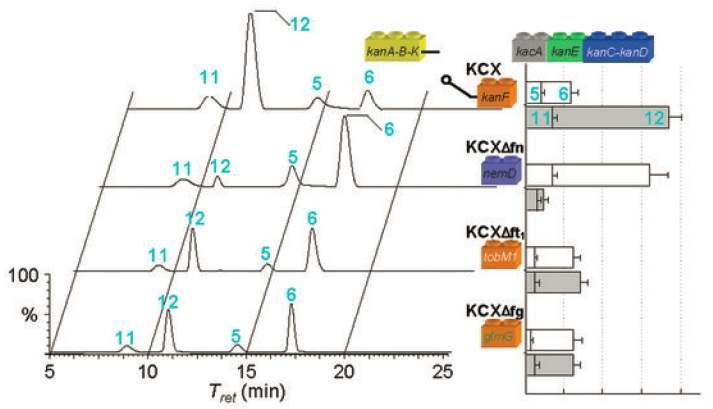 당전이효소 치환에 따른 kanamycin C (6)와 kanamycin X (12)의 생산성 비교 크로마토그램