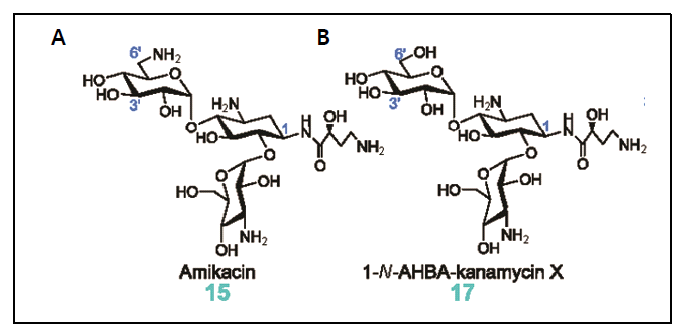 Amikacin 및 1-N-AHBA-kanamycin X의 구조