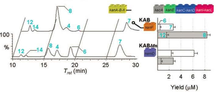 당전이효소 치환에 따른 kanamycin A (8)와 kanamycin B (7)의 생산성 비교 크로마토그램