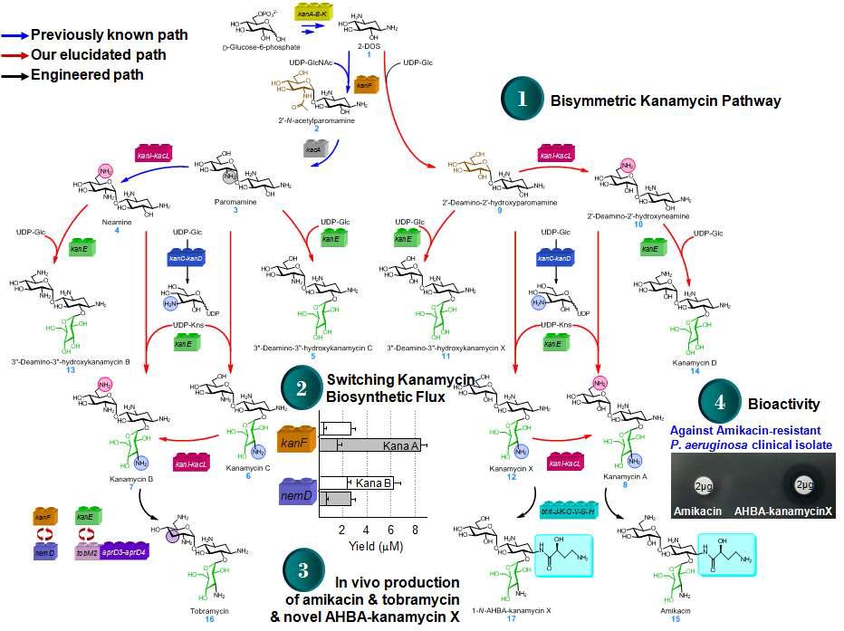 Aminoglycoside 계열 화합물의 생합성 경로 규명