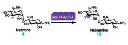 AprD3-AprD4에 의한 nebramine 생합성